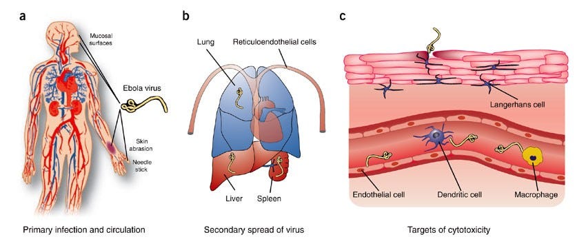 Figure 1: Infection, spread and target cell destruction by Ebola virus.