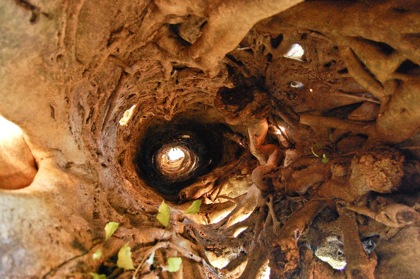 https://upload.wikimedia.org/wikipedia/commons/d/d2/Strangler_fig_inside.jpg
