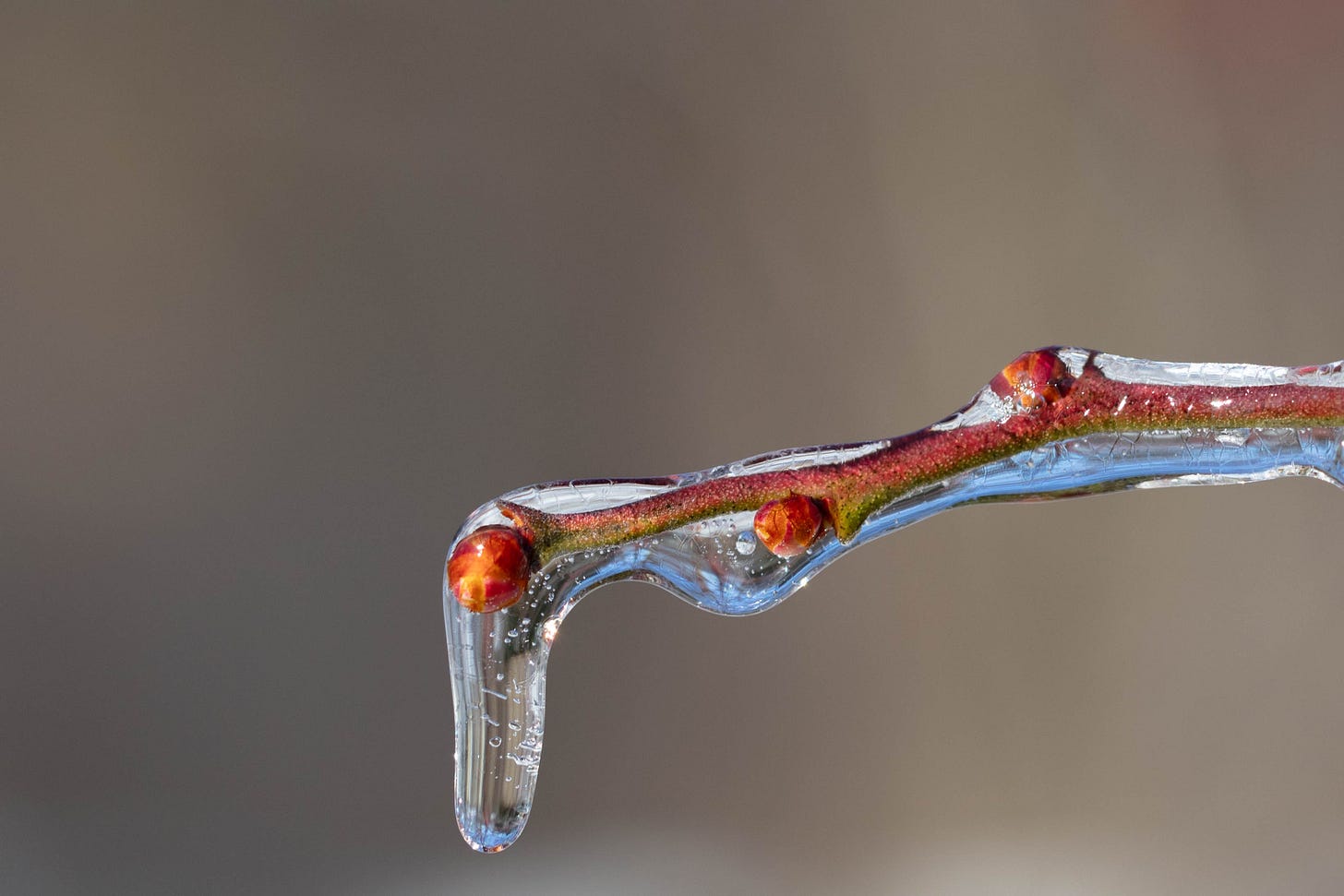 Against a beige background, a pinkish-brown and green branch with salmon pink flower buds, coated in ice. A small icicle drips from the flower at the branch's tip.