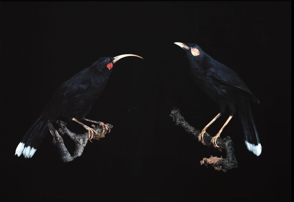 FIONA PARDINGTON Andrew's Huia Pair FIONA PARDINGTON Andrew's Huia Pair