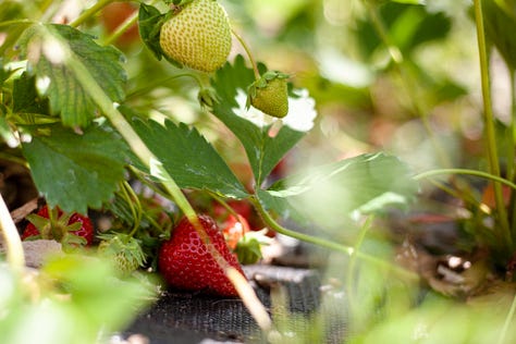 Pictures of strawberries grown in fields and strawberries being picked