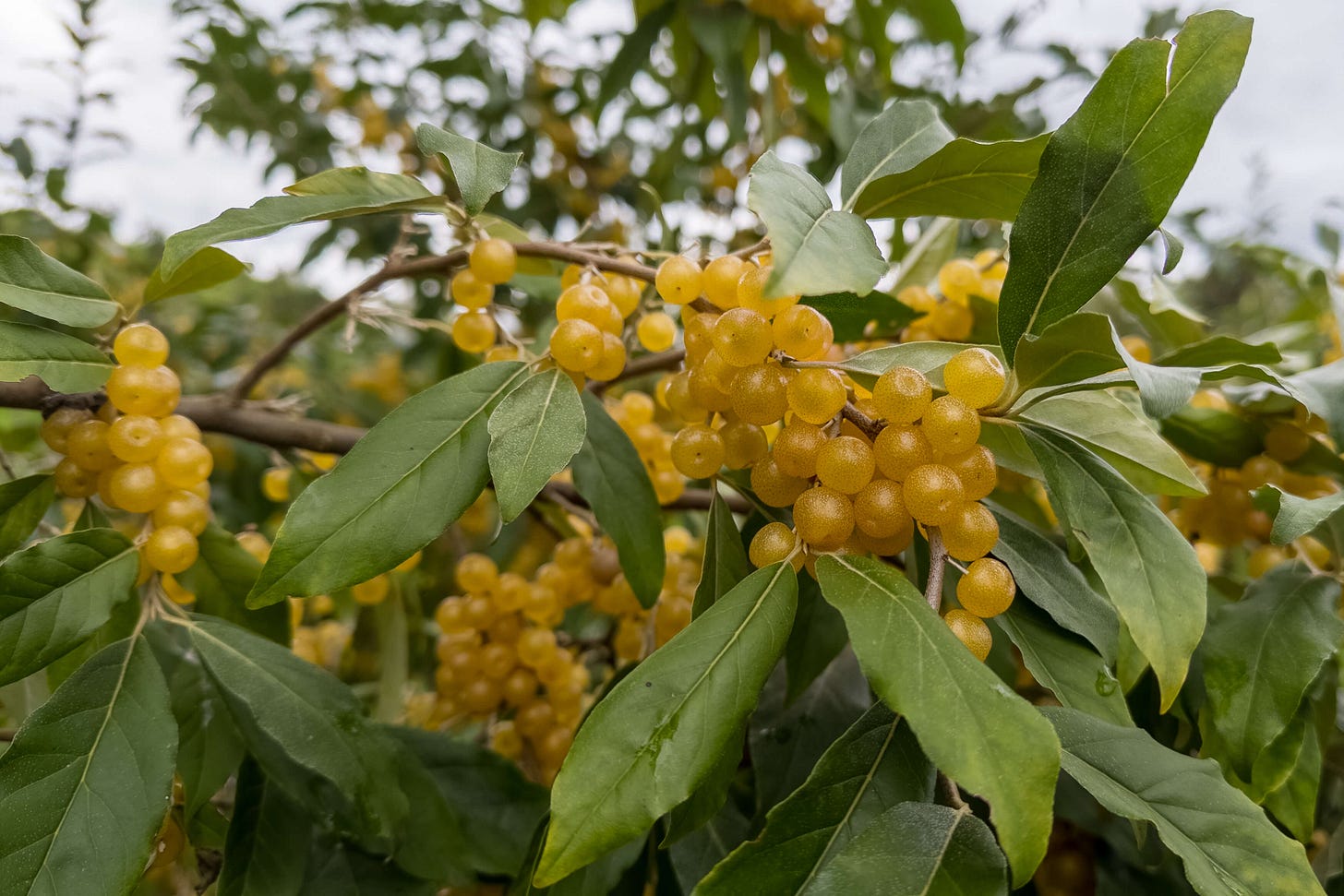 Die gelben Früchte der Ölweide.