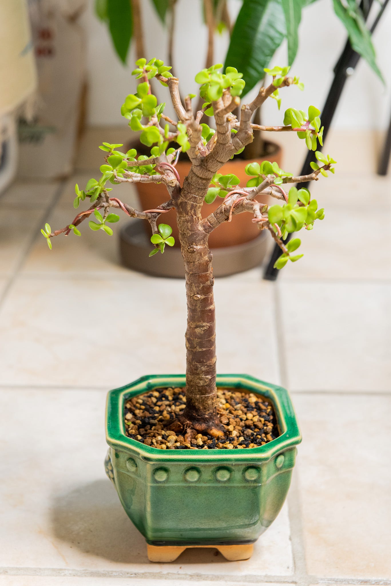 ID: The final prune. 50 to 60% of the canopy has been pruned away.