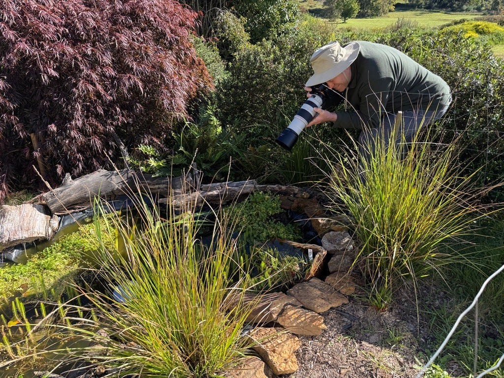 Andy Klotz photographing a Peron’s tree frog in the Planetary Health Centre pond Andy Klotz photographing a Peron’s tree frog in the Planetary Health Centre pond