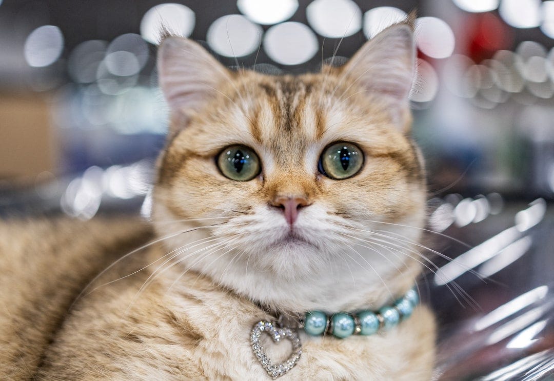 A cat in a collar looks on during a cat exhibition in Moscow