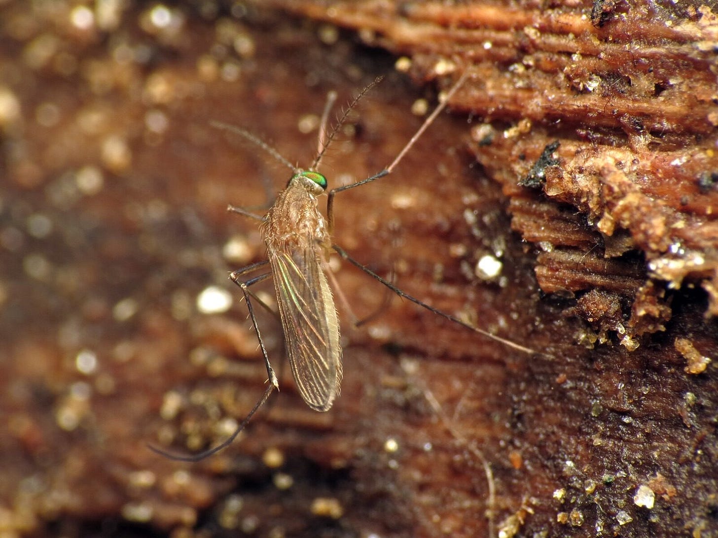 Close-up photograph of a Culex pipiens mosquito, the northern house mosquito, resting on a piece of bark.