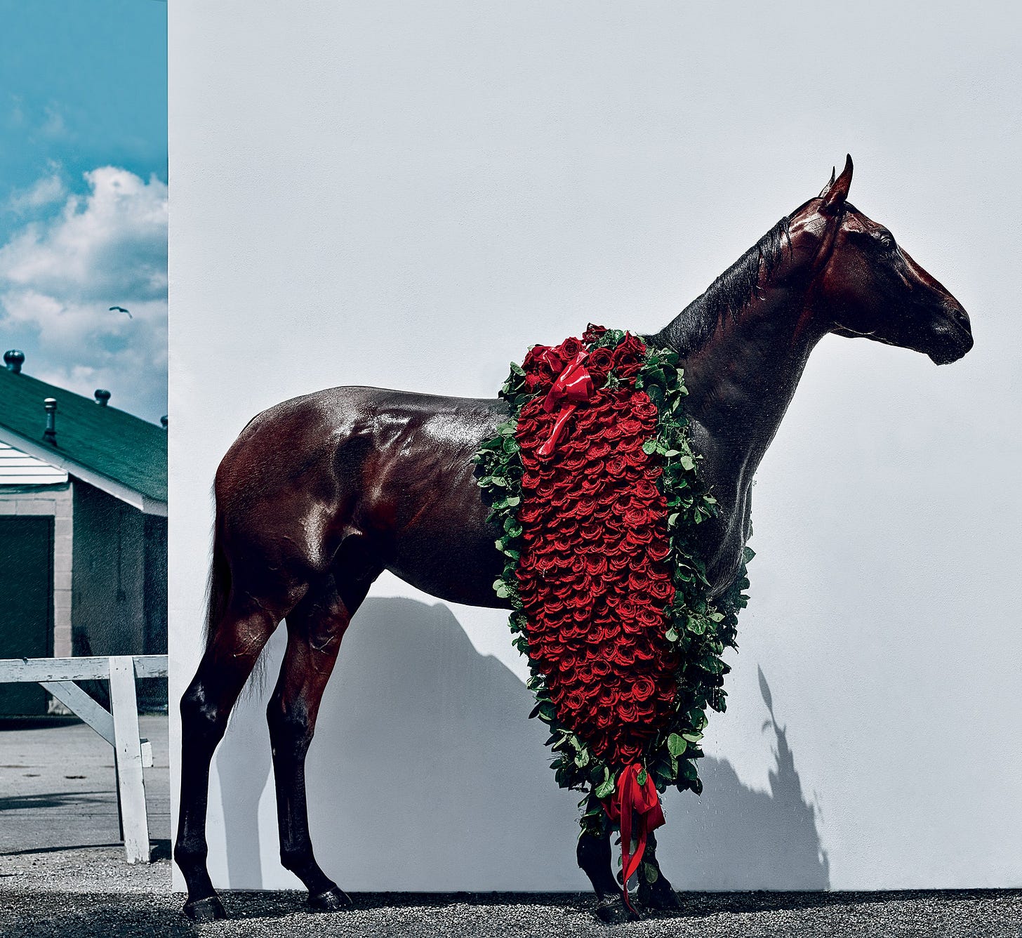 American Pharoah, the Historic Triple Crown Winner, Weighs His Options for  One More Run for Glory | Vogue