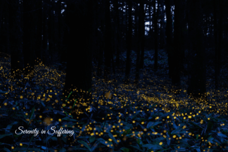 fireflies in the woods fireflies in the woods