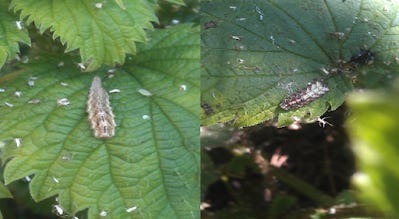 Examples of two hoverfly larva