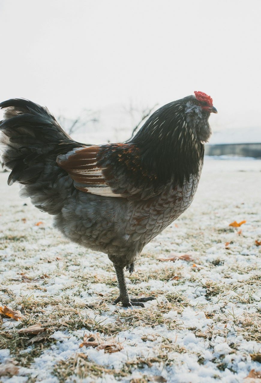 black and brown hen on ground during daytime