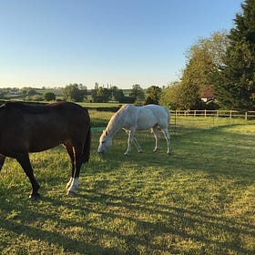 Strip grazing delivers a steadier supply of nutrients than free grazing