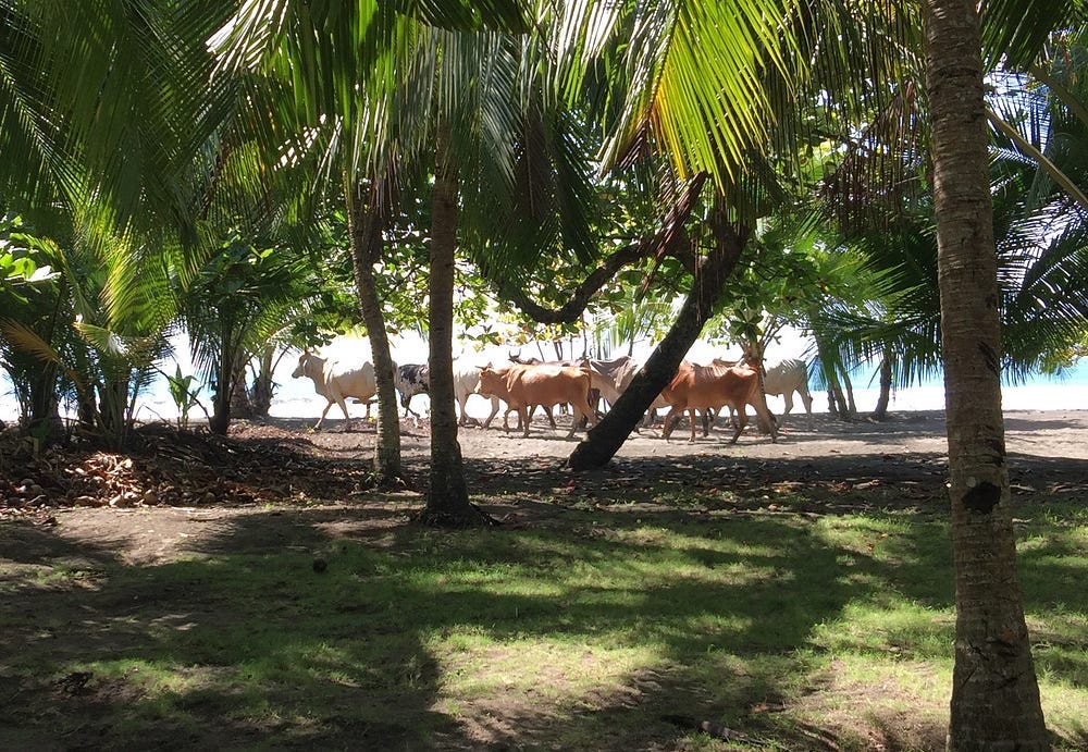 Cows walk amongst the palm trees on a white sand beach with teal ocean in the background.