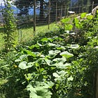 Create a Biodiverse Garden and Let a Little Wild In