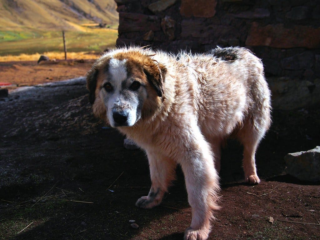 White Dog White Dog