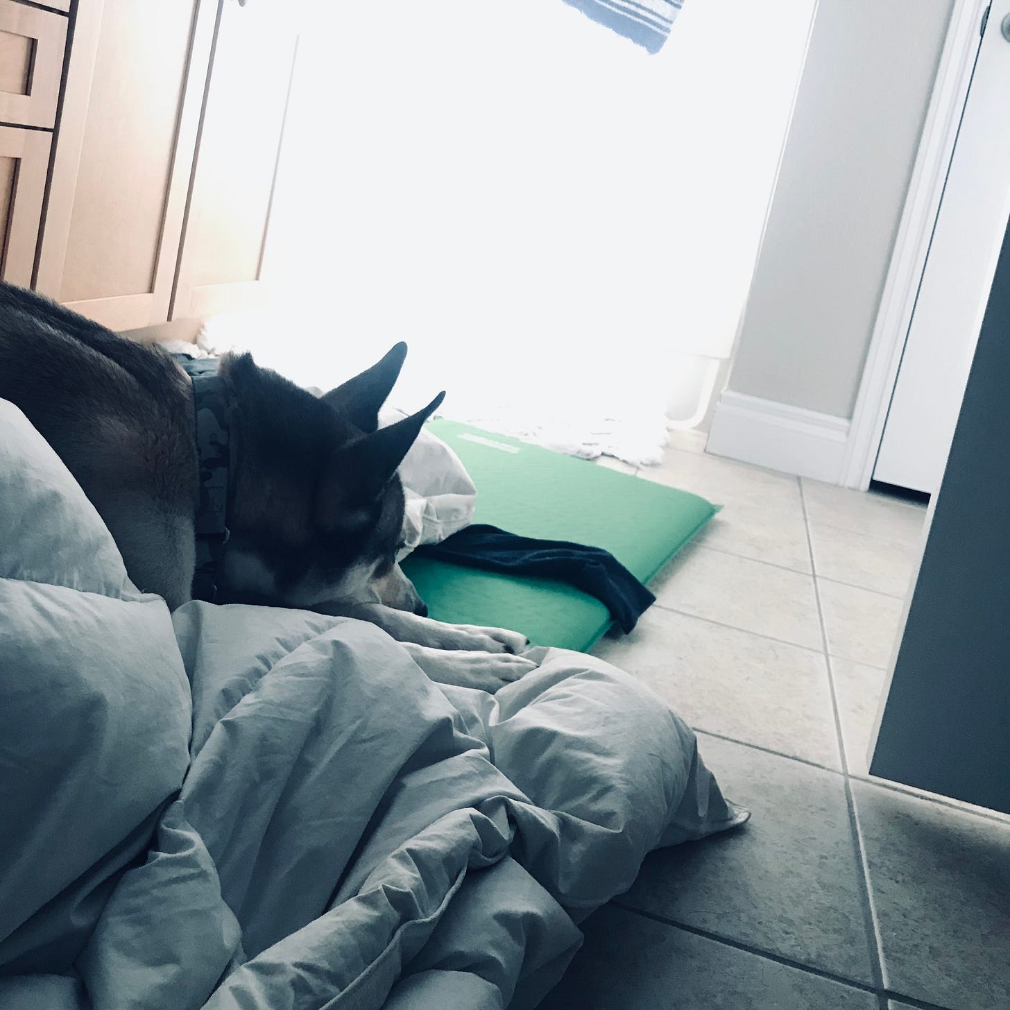 image of my dog Dakota on the green camping mat on the bathroom floor