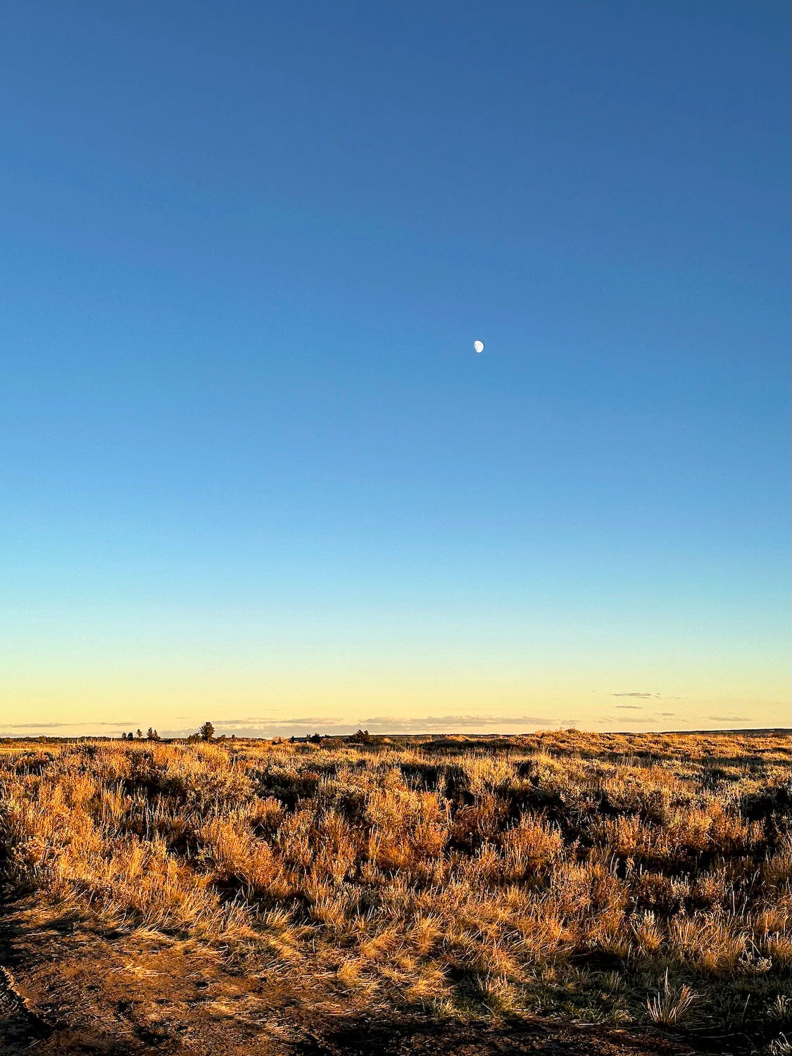Wide open grassland under a clear blue sky with the moon visible above the horizon, bathed in golden sunlight.