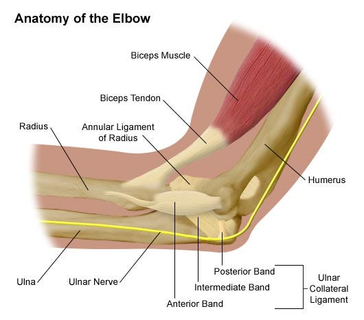 Elbow Pain and Problems | Stanford Health Care Elbow Pain and Problems | Stanford Health Care