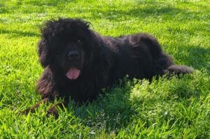 Crokell in the Grass Crokell in the Grass