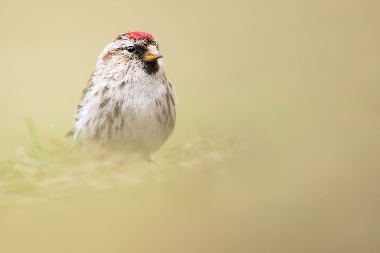 Birding Tip: Staying Current on Irruptive Bird Movements