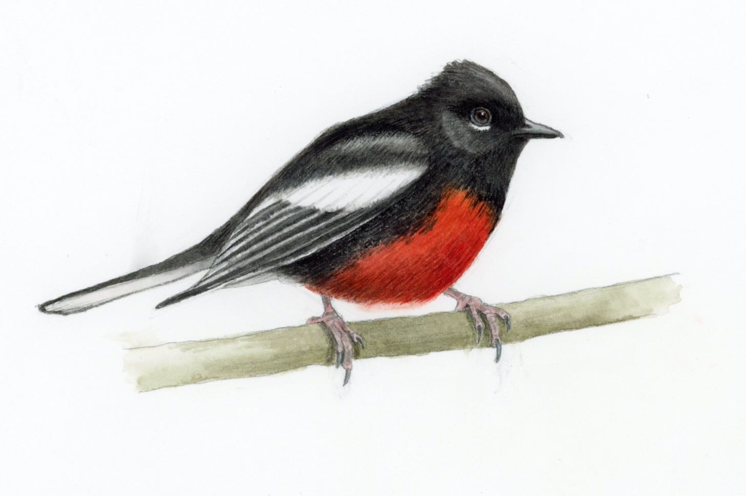 Watercolor illustration of a Painted Redstart perched on a pale green branch. The bird has a velvety black head, back, and wings, with bright white wing patches and a vivid red belly. Its stance is alert, and the painting style is delicate and precise, with soft textures and fine details.