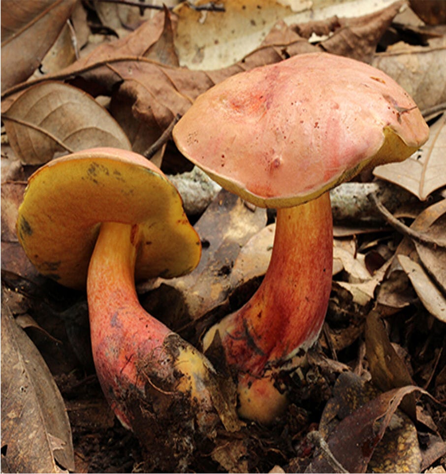 tiny people hallucinations — Lanmaoa asiatica. Photo by Ruanxian Dai et al. / CC BY 4.0, via Wikimedia Commons