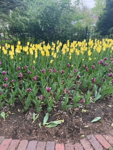 Tulips at Pella's Tulip Time