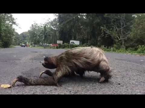 sloth crossing a road - super creepy! - YouTube