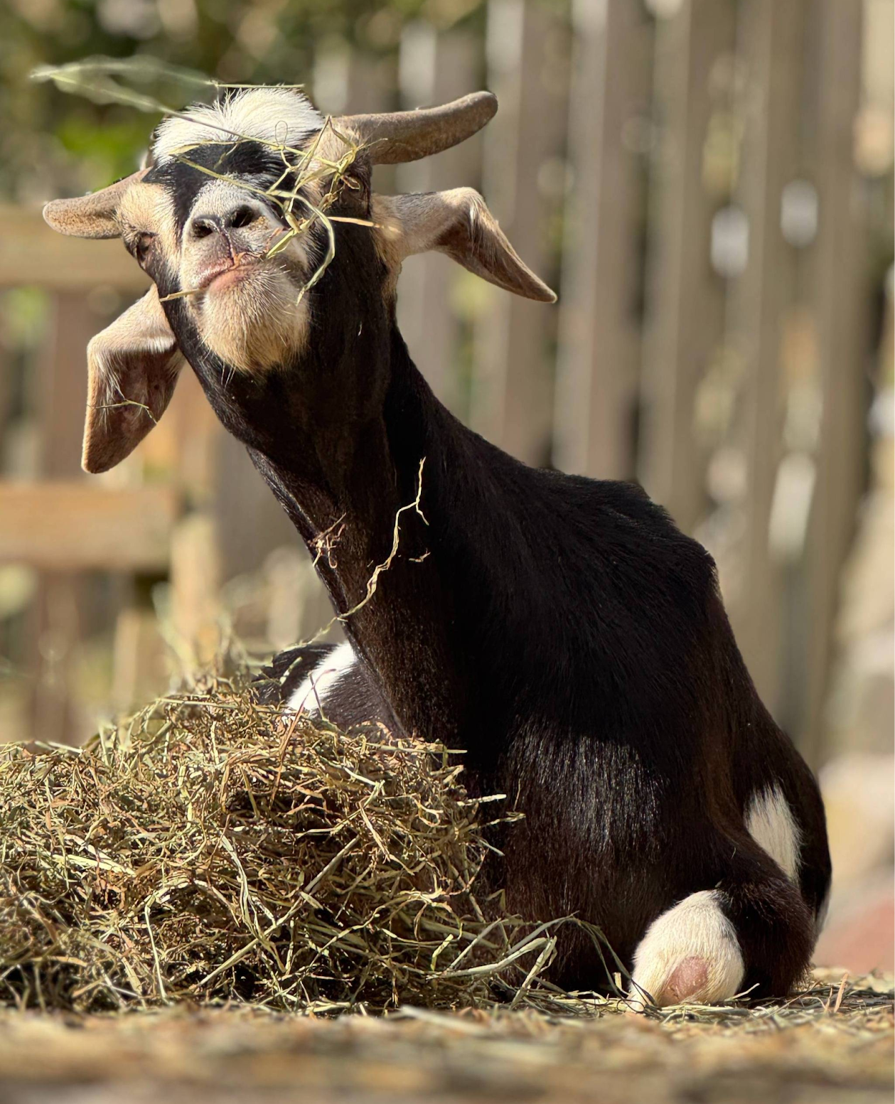 Fe Fi Fo, laying down eating hay
