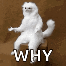 Cat On Chair GIFs | Tenor