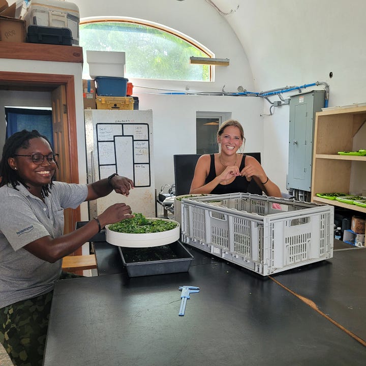peeling casava, lobster meal. fishmeal. picking moringa leaves, drying leaves on a dehydrator