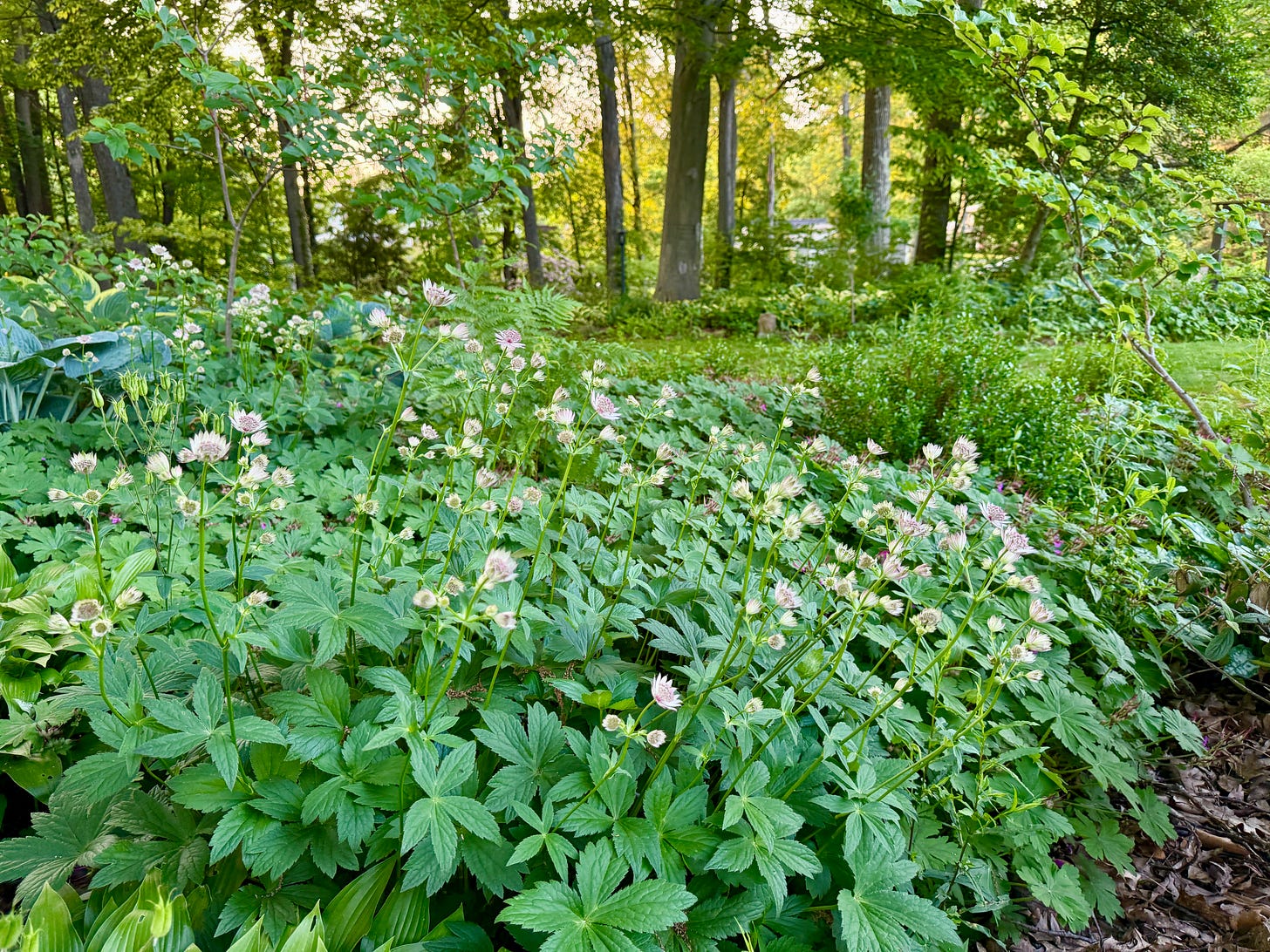 The Astrantia is looking glorious everywhere! 