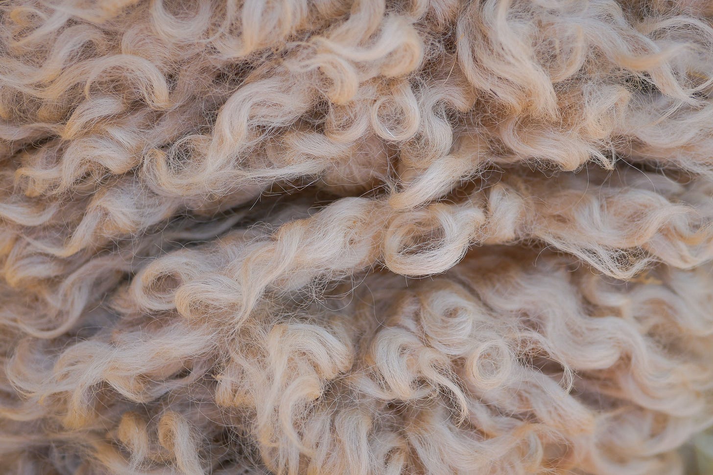 We Love Sheep: The Problem with Canadian Wool | Black Sheep Mattress –  Black Sheep Mattress Company