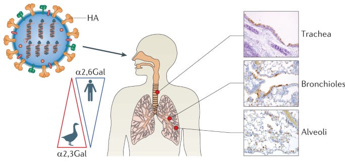 Influenza virus and SARS-CoV-2: pathogenesis and host responses in the  respiratory tract | Nature Reviews Microbiology