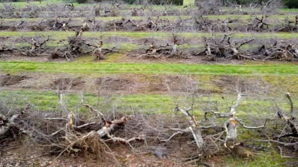 Orchard