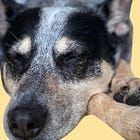 It’s (still) isolating to love a sensitive dog