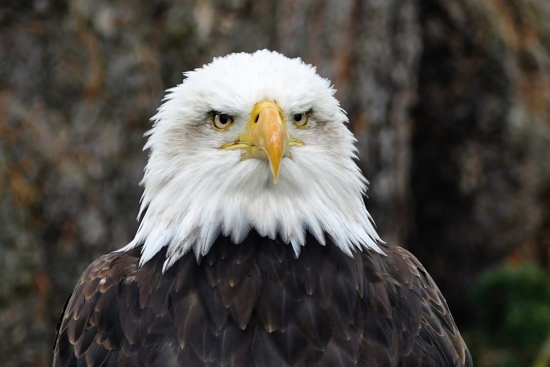 Aquila Calva Americana