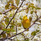 #59: The Bold and the Beautiful