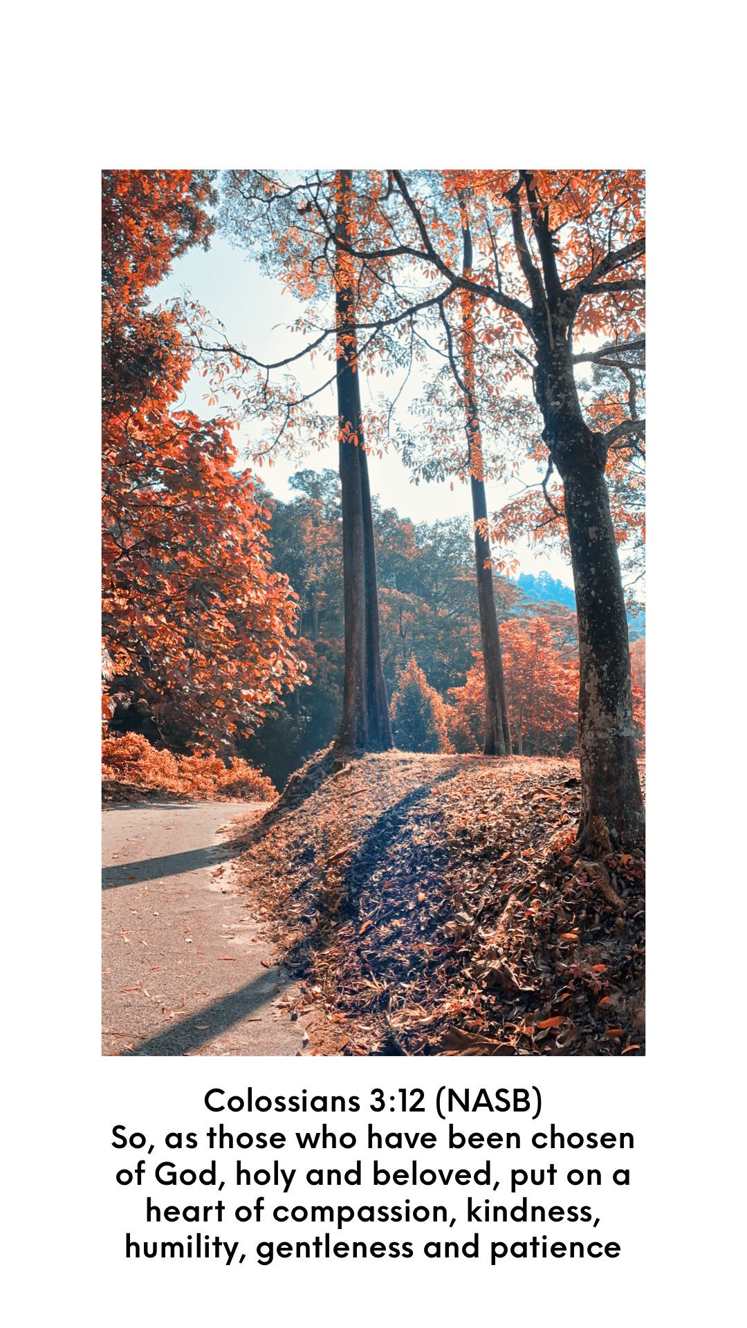 Autumn leaves on a quiet winding road. Bible verse Colossians 3:12 NASB So, as those who have been chosen of God, holy and beloved, put on a heart of compassion, kindness, humility, gentleness, and [a]patience