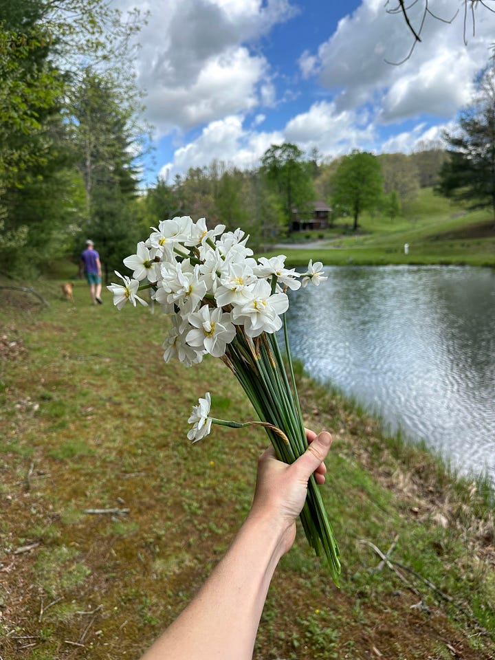 An image of a hand reaching in and touching a blooming sweet bush, the flowers dark red, and the photo on the right showing a hand holding a bouquet of white narcissus flowers in front of a pond and green grass, with a house just past the pond in the distance
