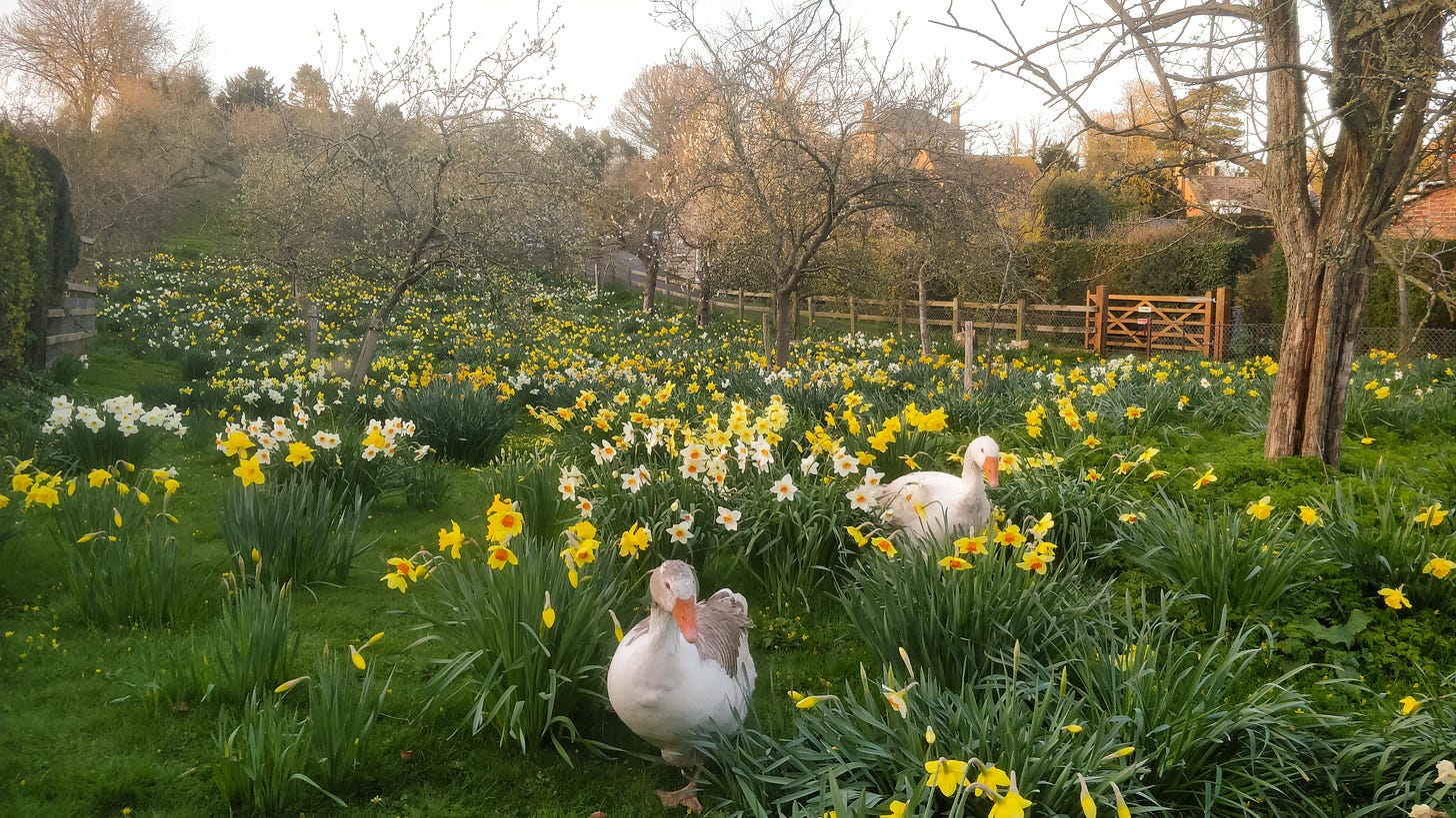 Two white geese wandering through a garden filled with blooming yellow and white daffodils in early spring.