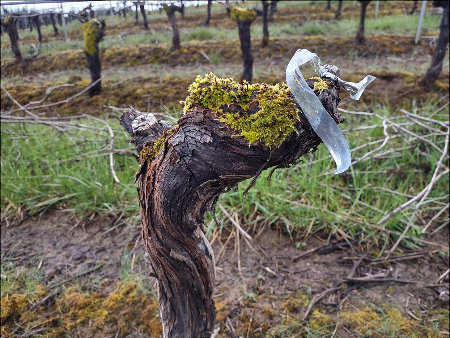 Dead Pommard Clone Pinot Noir marked with reflective tape.
