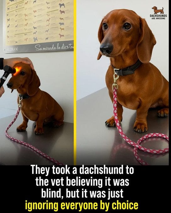 A brown Dachshund with a black collar and pink polka-dotted leash, sitting on a table. In one image, a person holds a light near the dog\'s eye, examining it. In the other, the Dachshund sits alone, looking forward. A watermark reading "Dachshunds" is visible in the top right corner.