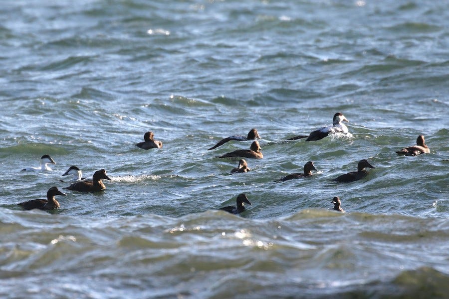 Common Eider - Pranav Kumar