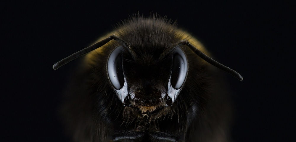 close-up image of an insect's face.