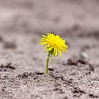 ✏️ Creative Writing Doesn't Exist 