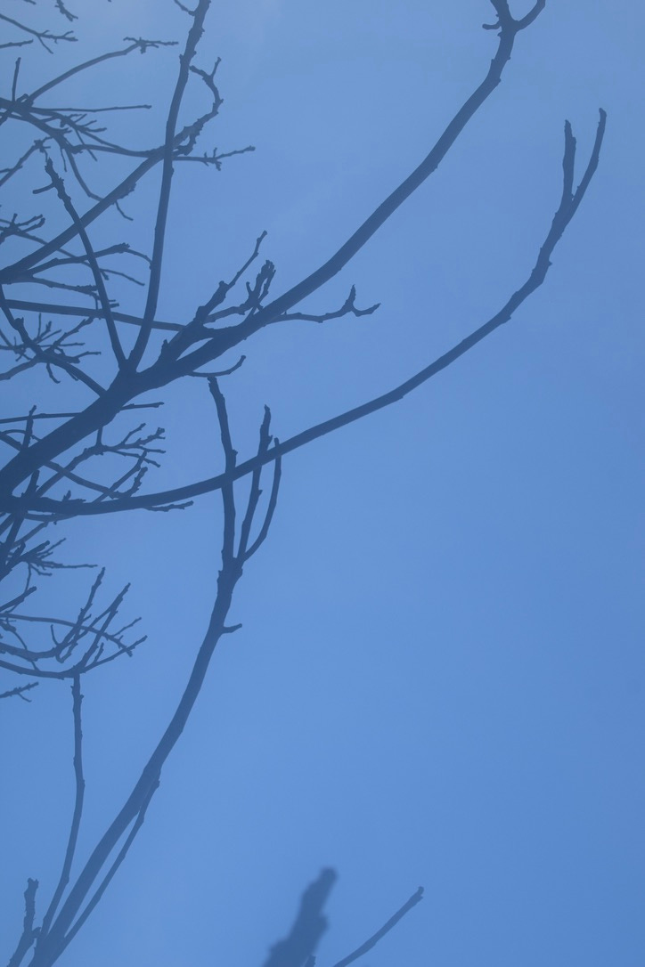 barren fig branches in a misty blue morning barren fig branches in a misty blue morning