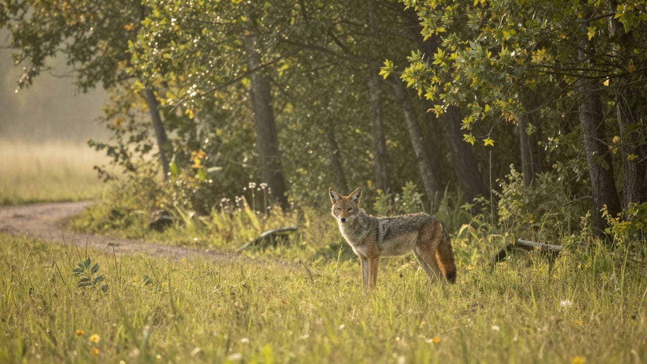 A coyote stands alert at the grassy treeline edge of a conservation park in soft morning light.