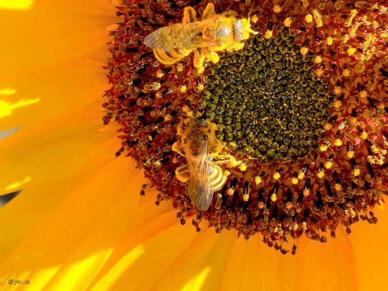 Au cœur du tournesol