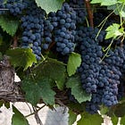 Legends, Spice and What Makes Syrah So Exceptional