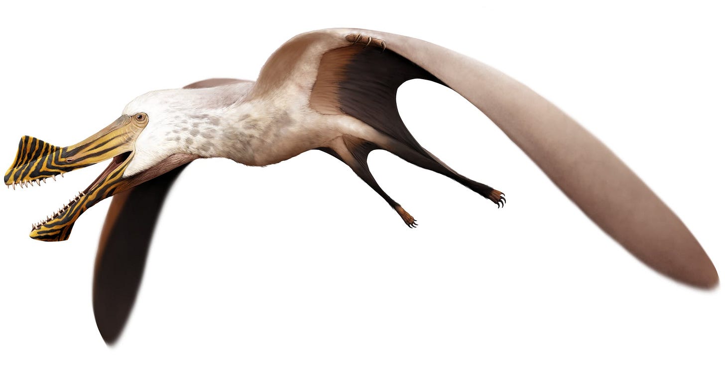 Ferrodraco